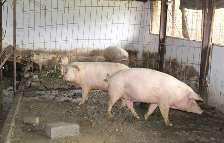 Zazinto Construction and Projects – Piggery